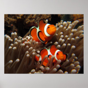 Nemo Clown Fish Print