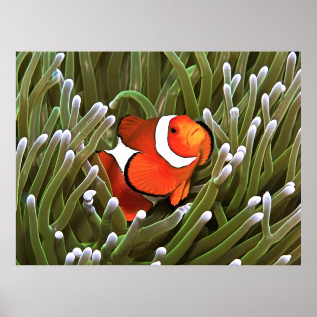 Nemo Poster (Front)