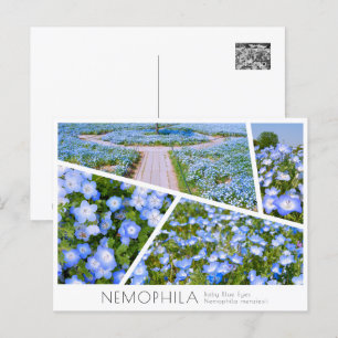 NEMOPHILA（Baby Blue Eyes） Postcard