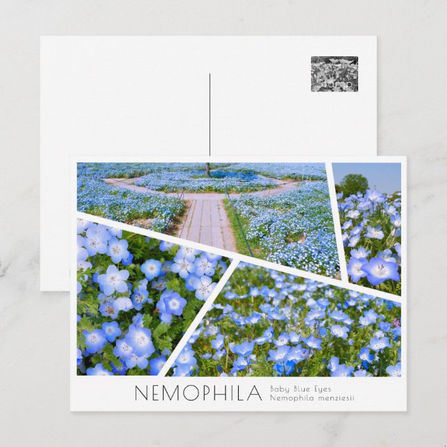 NEMOPHILA（Baby Blue Eyes） Postcard (Front/Back)