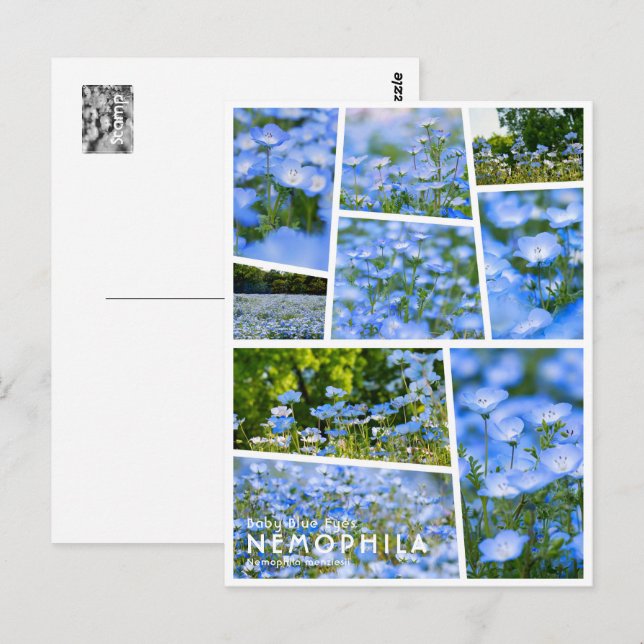 NEMOPHILA（Baby Blue Eyes） Postcard (Front/Back)