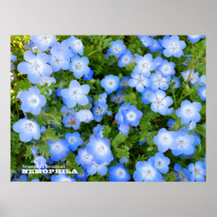 NEMOPHILA（Baby Blue Eyes） Poster