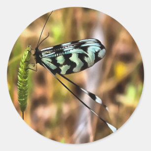 Nemoptera bipennis Spoon-Winged Insect Art Classic Round Sticker