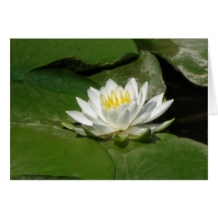 Nénuphar