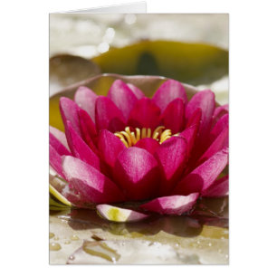 Nénuphar