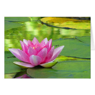 Nénuphar