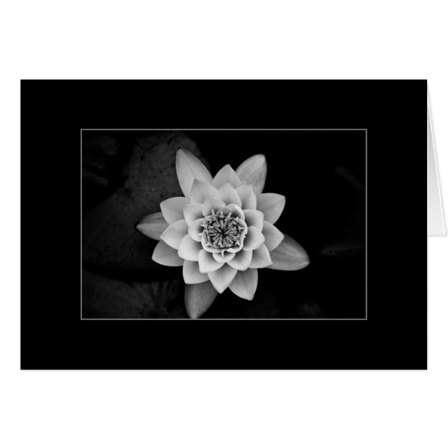 Nénuphar (Devant horizontal)