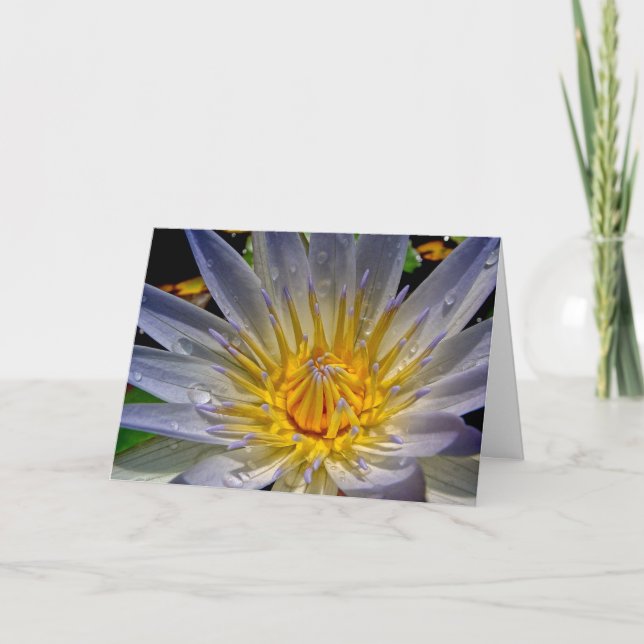Nénuphar avec la carte de sympathie de prière (Devant)