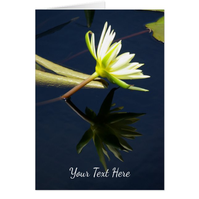 Nénuphar blanc Lotus (Devant)