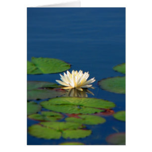 Nénuphar de sérénité