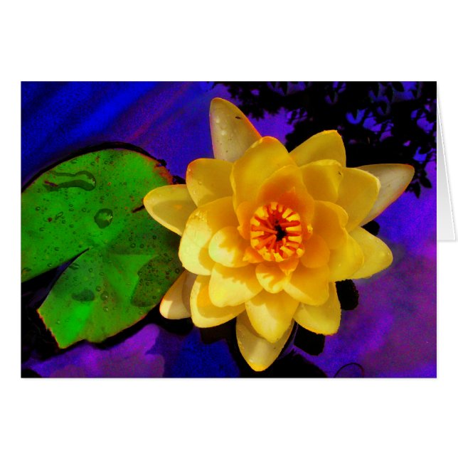 Nénuphar jaune (Devant horizontal)