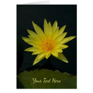 Nénuphar Lotus jaune