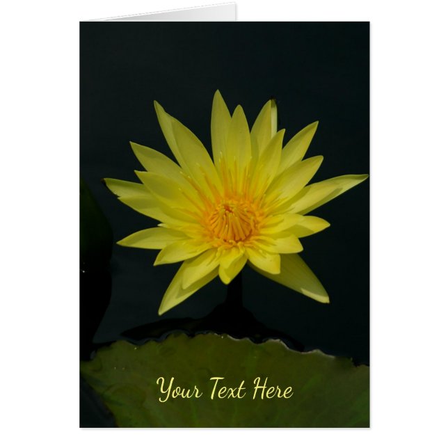 Nénuphar Lotus jaune (Devant)