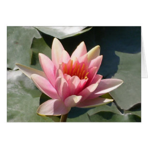Nénuphar rose
