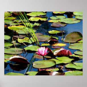 "Nénuphar rose affiche de Reinstein à en bois"