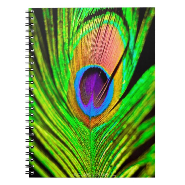 Neon Colors Peacock Feather Notebook (Front)