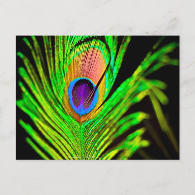 Neon Colours Peacock Feather Postcard (Front)
