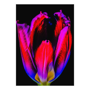 Neon Glow Tulip Photo Print