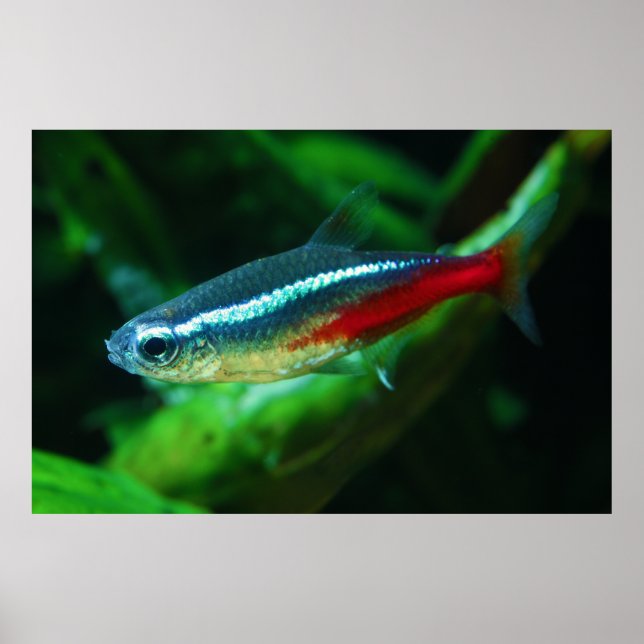 Neon Tetra Fish Paracheirodon Innesi Poster (Front)