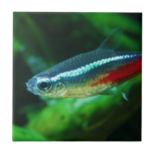 Neon Tetra Fish Paracheirodon Innesi Tile