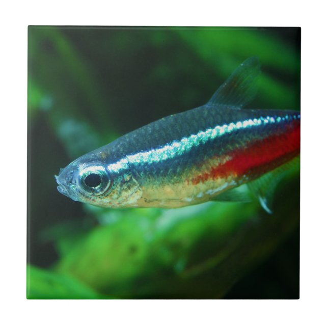 Neon Tetra Fish Paracheirodon Innesi Tile (Front)
