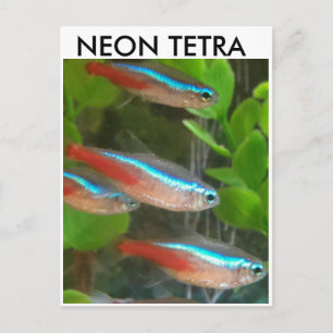 Neon Tetra fish postcard
