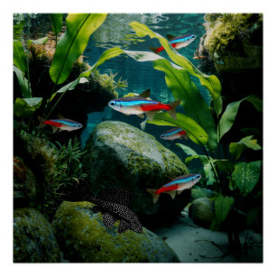 Neon Tetras Plecostomus Aquarium Fish Tank Lovers  Poster