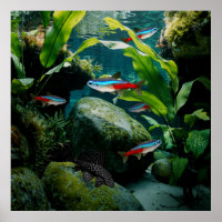 Neon Tetras Plecostomus Aquarium Fish Tank Lovers 