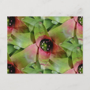 Neoregelia Bromeliad 'Tossed Salad' Postcard
