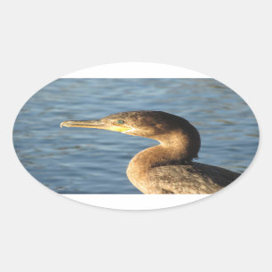 Neotropic Cormorant Oval Sticker