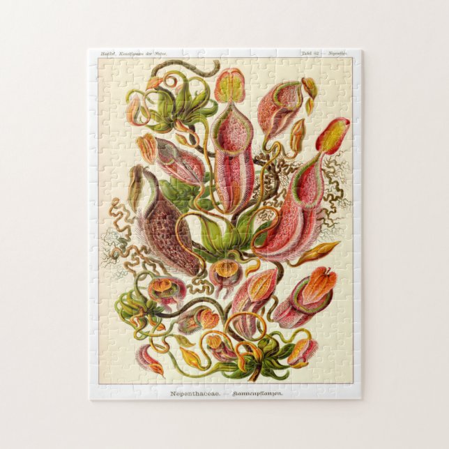 Nepentheceae carnivorous pitcher plant  jigsaw puzzle (Vertical)