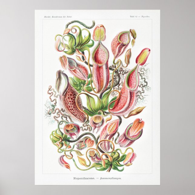 Nepenthes Art Prints (Front)