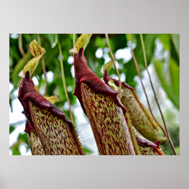 Nepenthes plants poster (Front)
