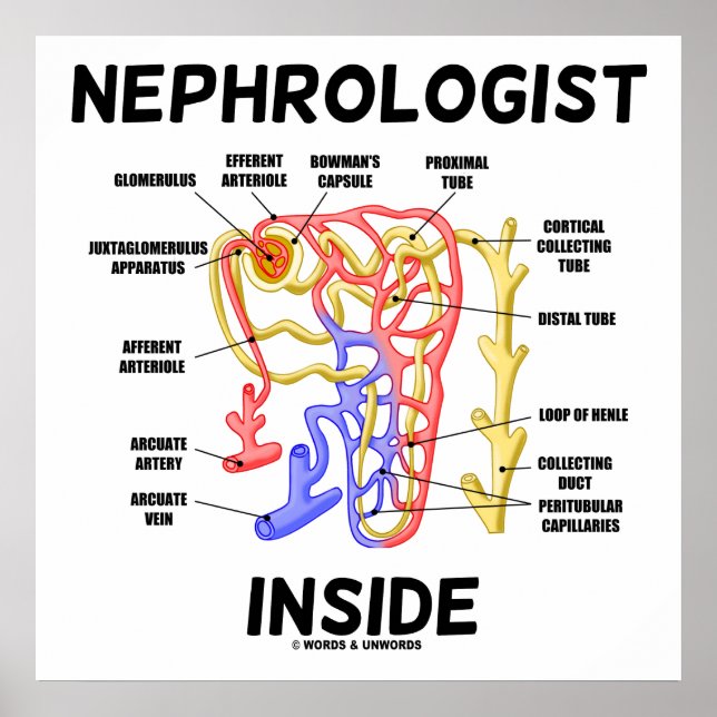 Nephrologist Inside Kidney Nephron Poster (Front)