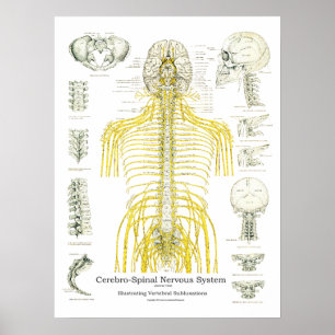 Nerfs épineux et subbluxes Poster chiropratique