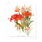 Nerines