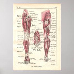 Nerves of the Legs Anatomy Poster in French