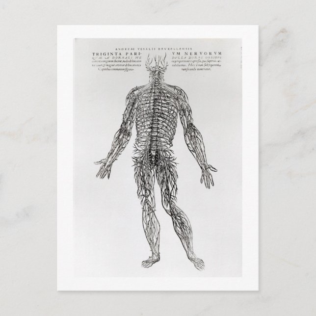 Nervous System (b/w print) Postcard (Front)