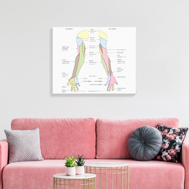 Nervous System cutaneous innervation upper limb Canvas Print (Insitu(LivingRoom))