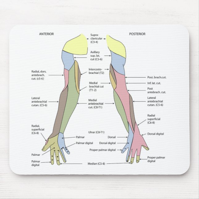 Nervous System cutaneous innervation upper limb Mouse Pad (Front)