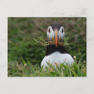 Nest Builder Puffin Postcard
