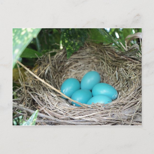 Nest Of Robin Eggs Postcard (Front)