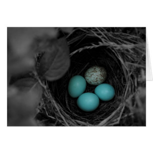 Nest parasitism