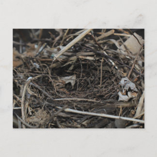 Nest Postcard