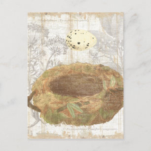 Nest with Speckled Egg Postcard