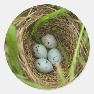 Nestful of Eggs Classic Round Sticker