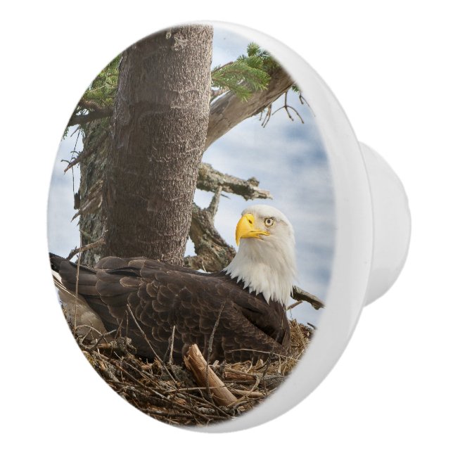 Nesting Bald Eagle Ceramic Knob (Right)