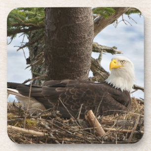Nesting Bald Eagle Coaster