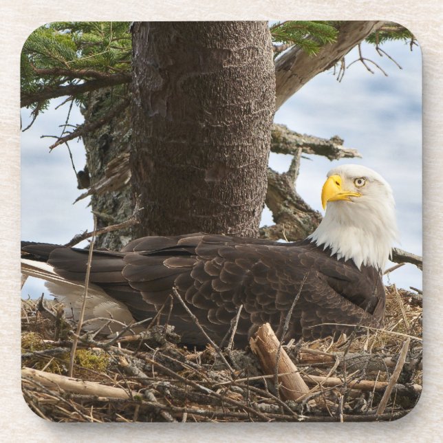 Nesting Bald Eagle Coaster (Front)