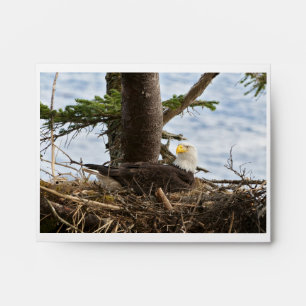 Nesting Bald Eagle Envelope